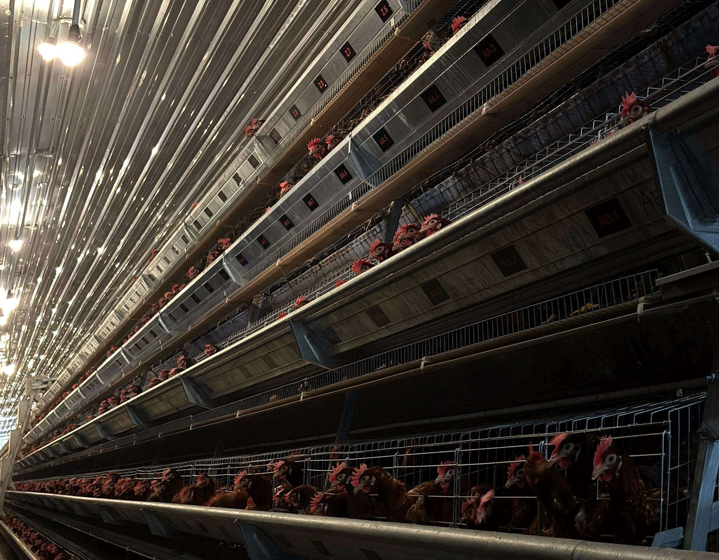 Modern poultry cage