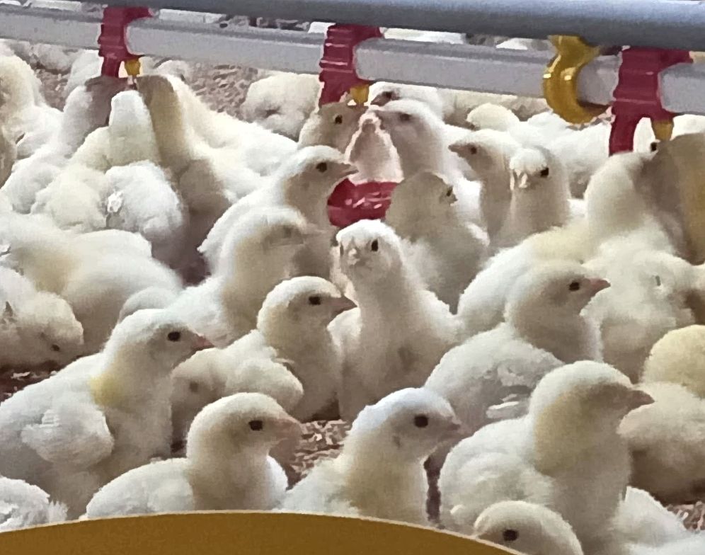 Cara Mengenali dan Mengatasi Heat Stress pada Ayam di Kandang Closed House