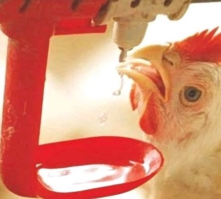 farm feeding automation