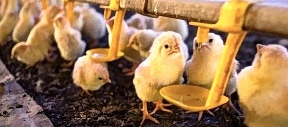 automation feeding