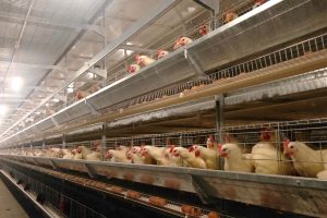 Kandang ayam sistem closed house