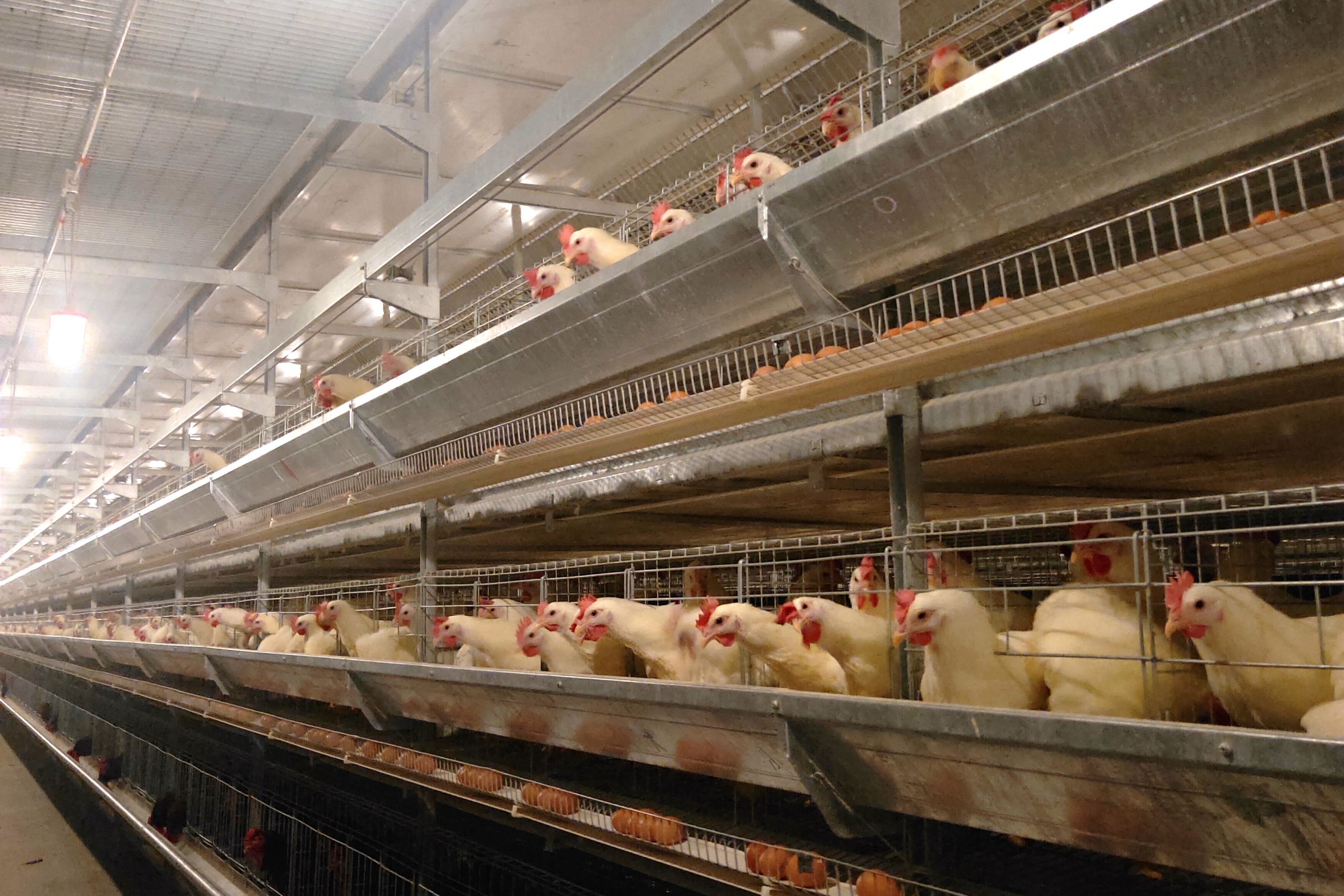 Apa Yang Harus Dipersiapkan Sebelum Memulai Peternakan Ayam?